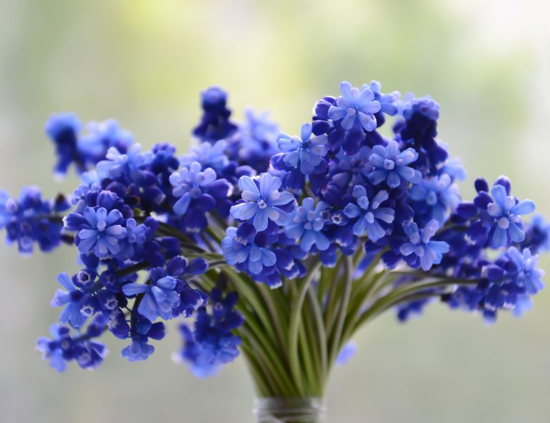 Flowers bouquet blue beautiful blossom