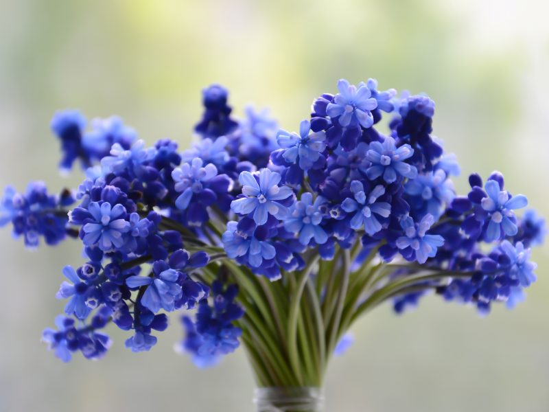 Flowers bouquet blue beautiful blossom