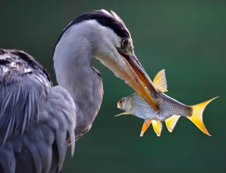 Great Blue Heron working on its catch