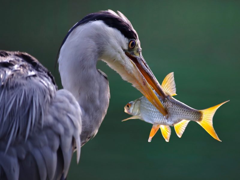 Great Blue Heron working on its catch